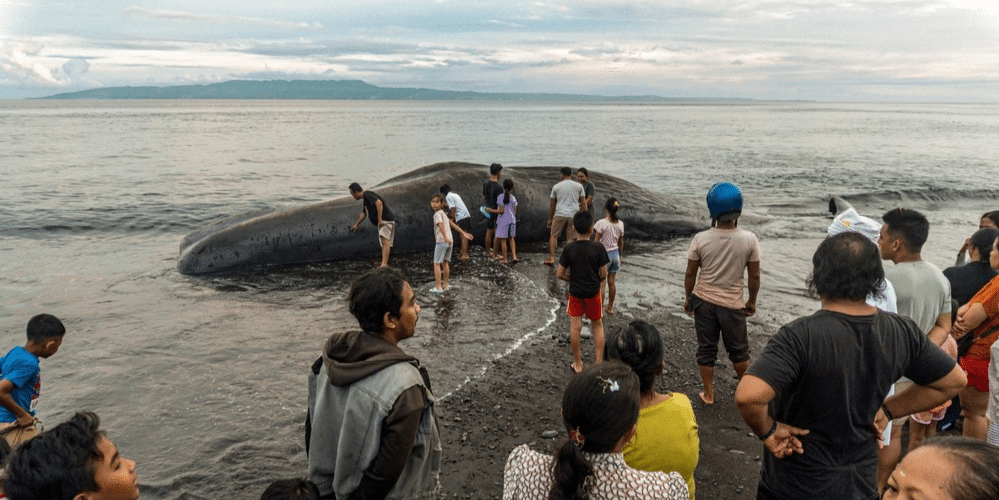 Villagers look at a dead sperm whale (Physeter Macrocephalus) that was stranded at Yeh Malet beach, in Klungkung, on 5 April 2023
