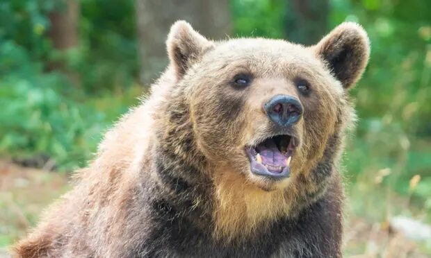 Click to enlarge A Marsican brown bear in Majella national park in Abruzzo, Italy. Brown bears were reintroduced to Trentino between 1996 and 2004.