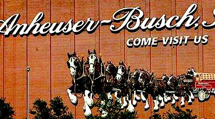 Clydesdales
