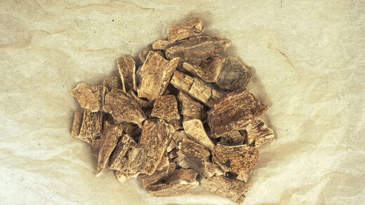 Click to enlarge bones