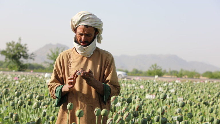 Click to enlarge poppy field, Afghan worker, Taliban