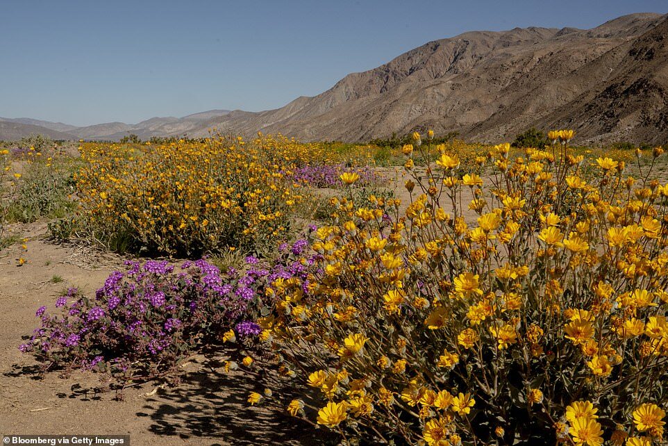Wildflowers bloom along Henderson Canyon Road in Borrego Springs, California