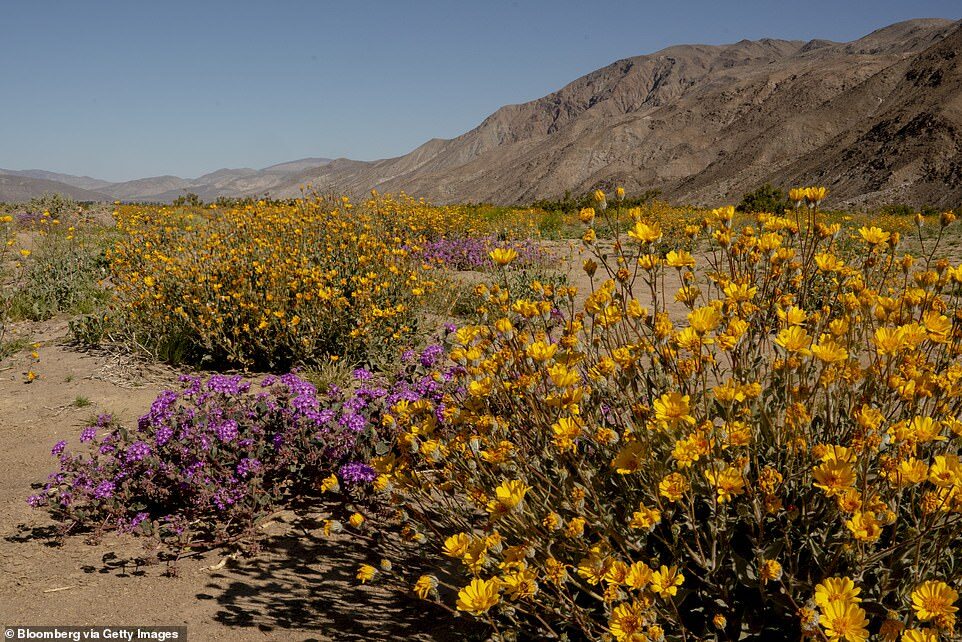 Click to enlarge Wildflowers bloom along Henderson Canyon Road in Borrego Springs, California