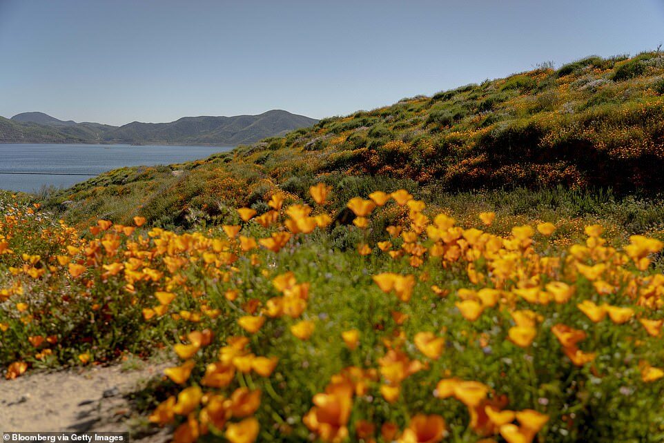 Click to enlarge Wildflowers bloom near Diamond Valley Lake in Hemet, California