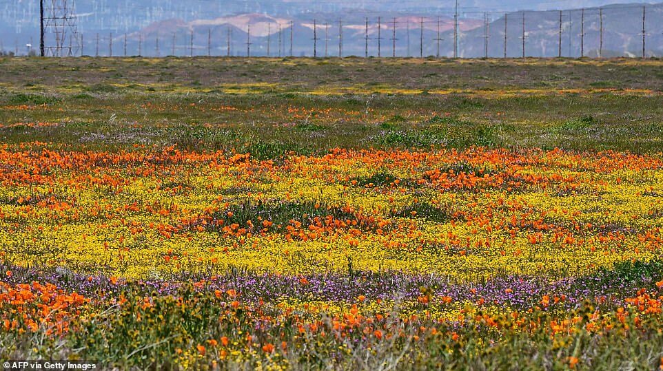 Click to enlarge A super bloom occurs when warm temperatures follow stretches of winter rain and the explosion of flowers exceeds average spring-time blooms