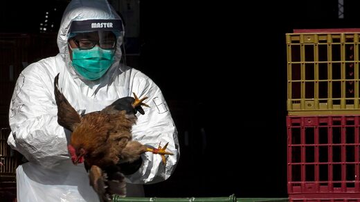 Click to enlarge bird flu