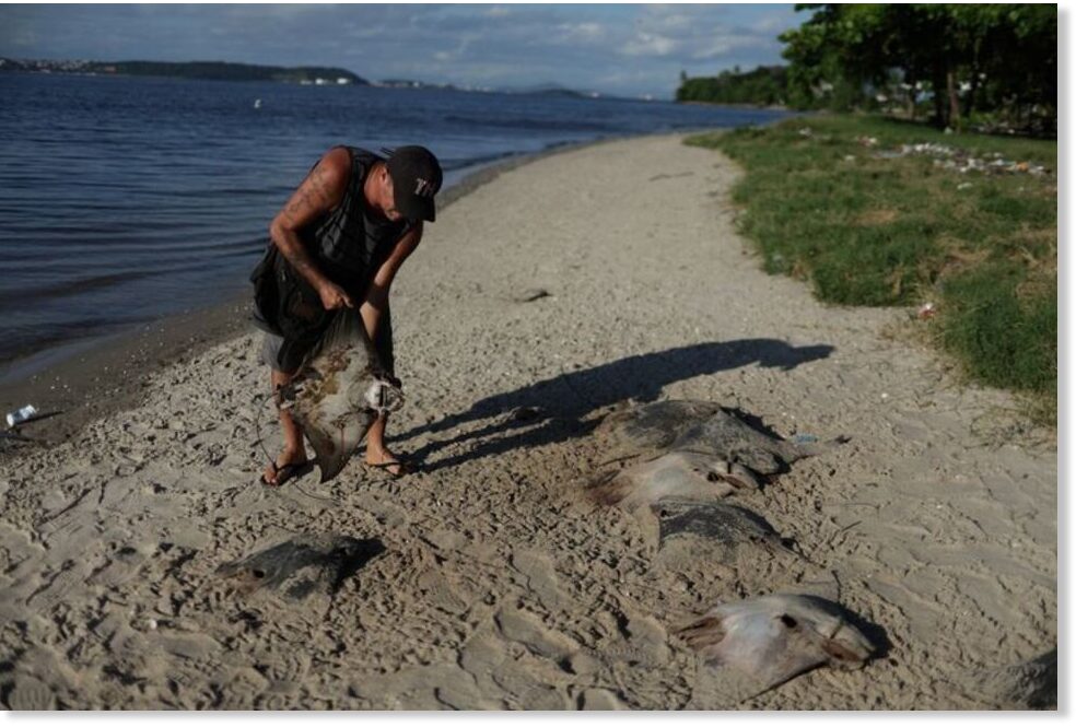 Dozens of dead stingrays found on Brazil Beach — Earth Changes — Sott.net