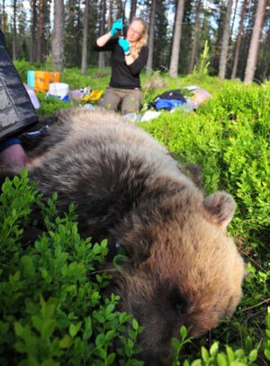 Click to enlarge research brown bear field samples