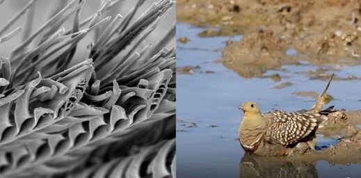 Click to enlarge Namaqua sandgrouse feathers water storage
