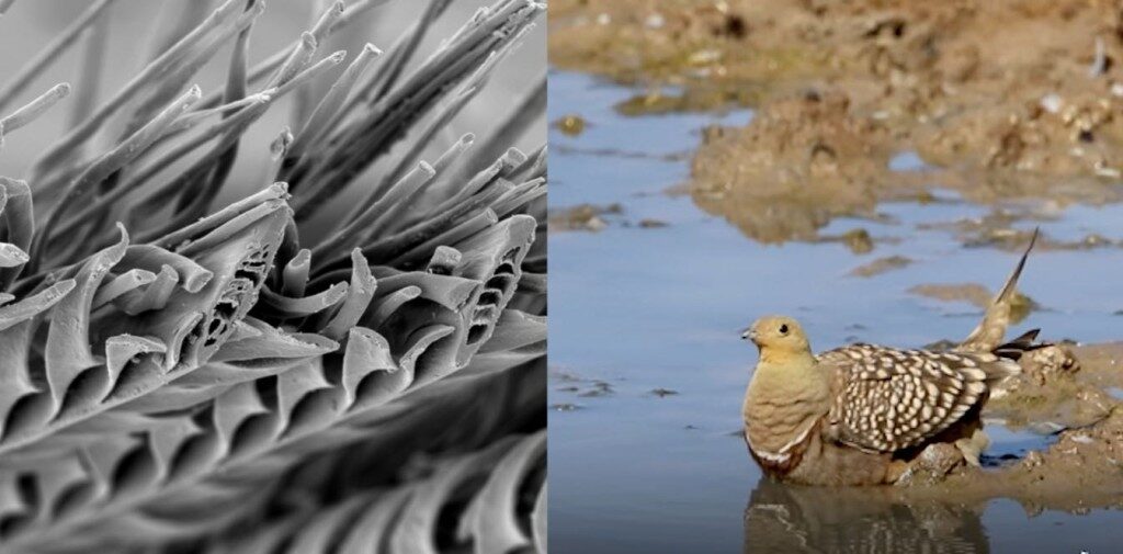 Namaqua sandgrouse feathers water storage