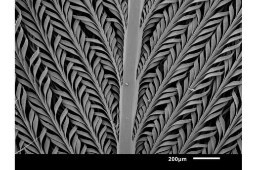 south african sandgrouse feathers water storage