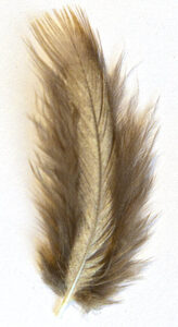 sandgrouse feather study water storage