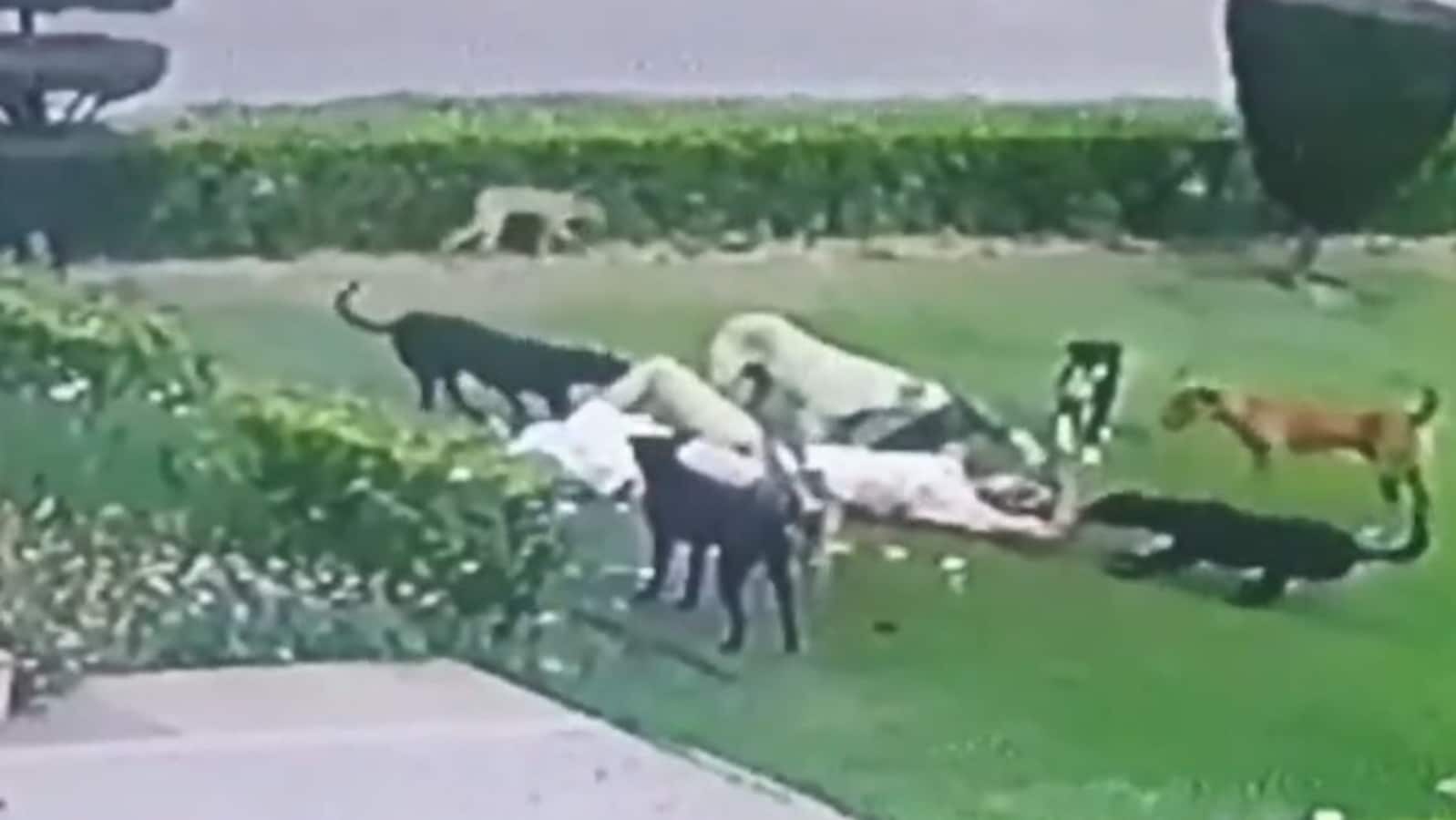 The incident happened at around 6 am inside the Aligarh Muslim University (AMU) campus. (Screengrab)