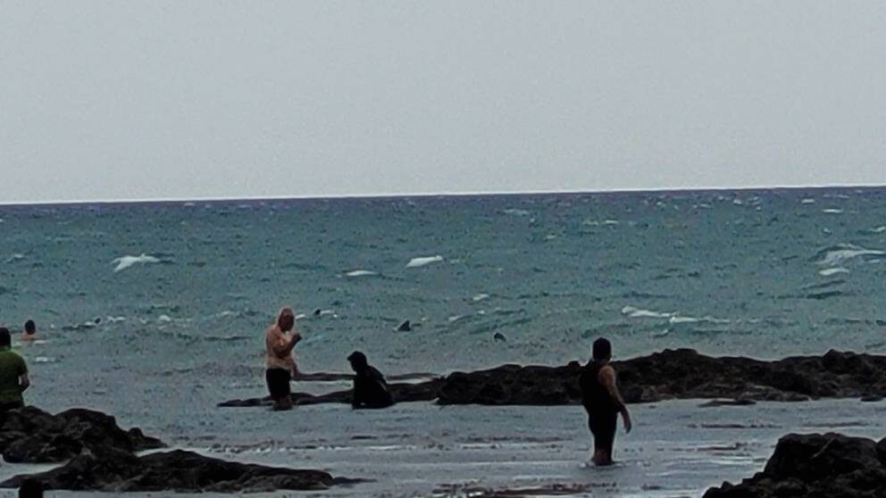 Department of Conservation/Te Papa Atawhai staff, Ahipara takiwā hapū and volunteers working to save the stranded dolphins.