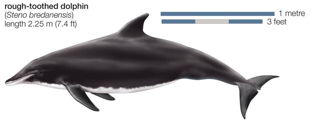 Rough-toothed dolphin (Steno Bredanensis).