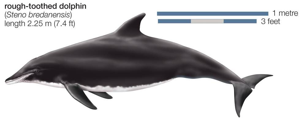 Click to enlarge Rough-toothed dolphin (Steno Bredanensis).
