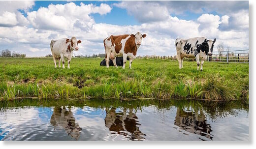 Click to enlarge cows grazing methane cattle farming
