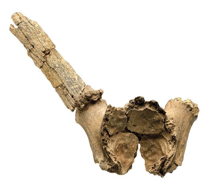 Click to enlarge antlers