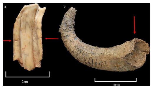 Click to enlarge Animal remains