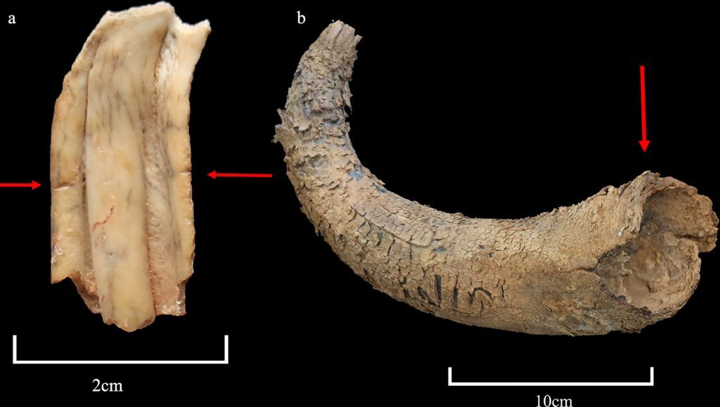 Click to enlarge Animal remains