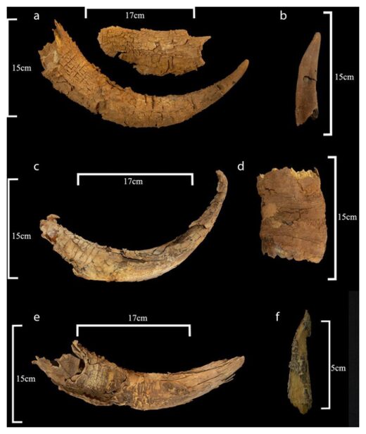 Click to enlarge Animal Horns