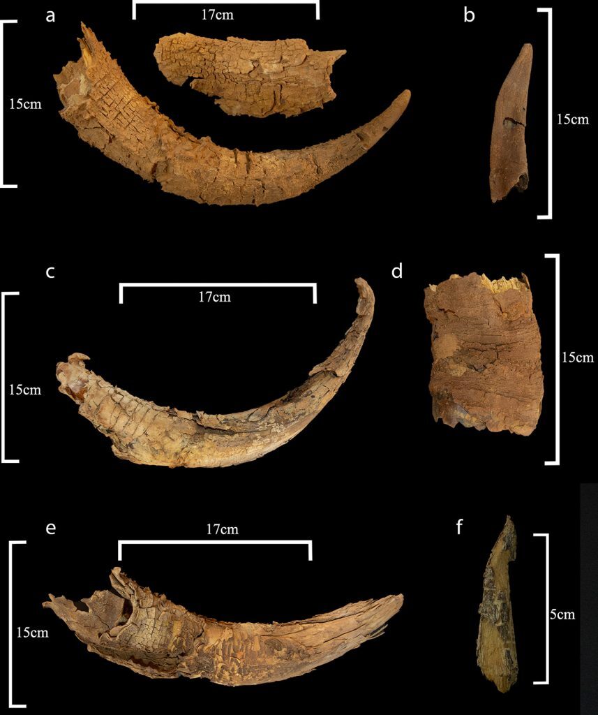 Click to enlarge Animal Horns