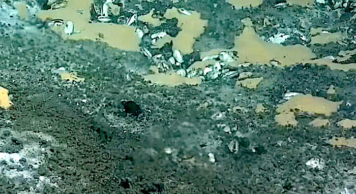 Click to enlarge green ocean floor