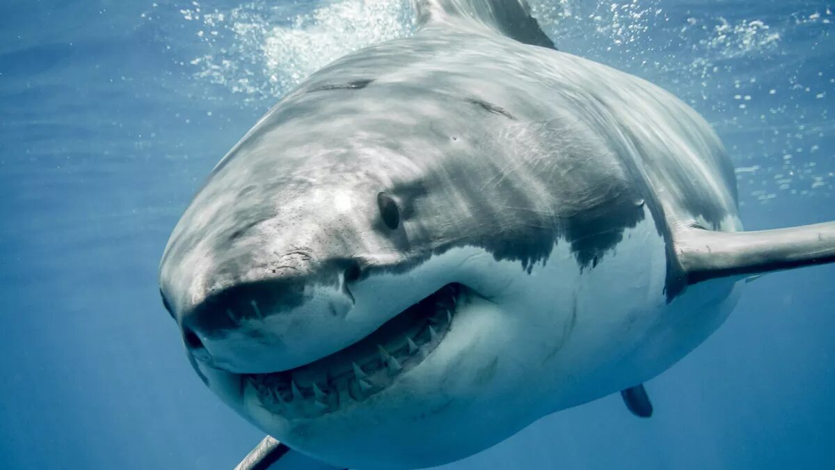Great White