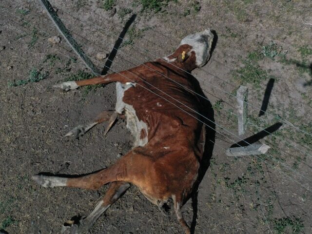 Click to enlarge mutilated cattle