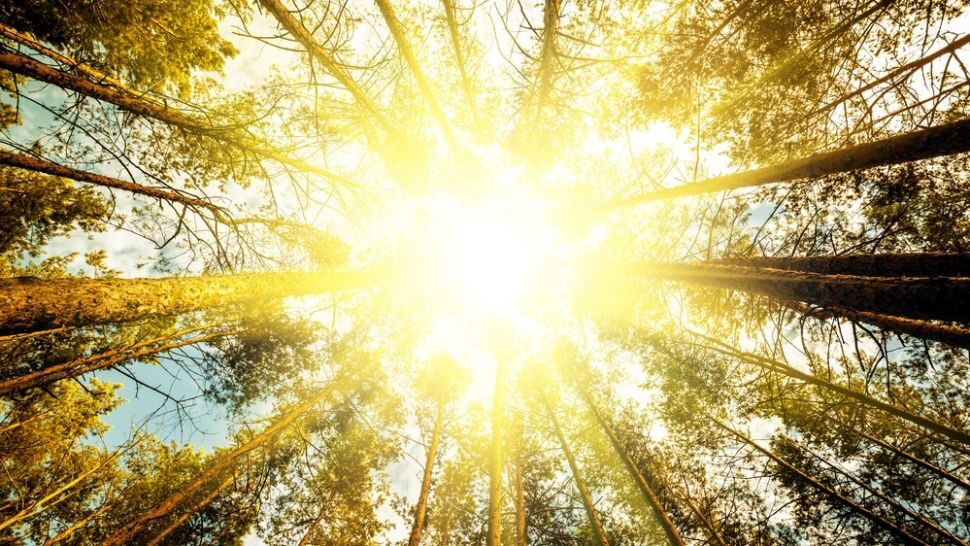 forest light