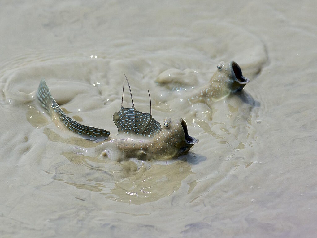 mudskipper fish