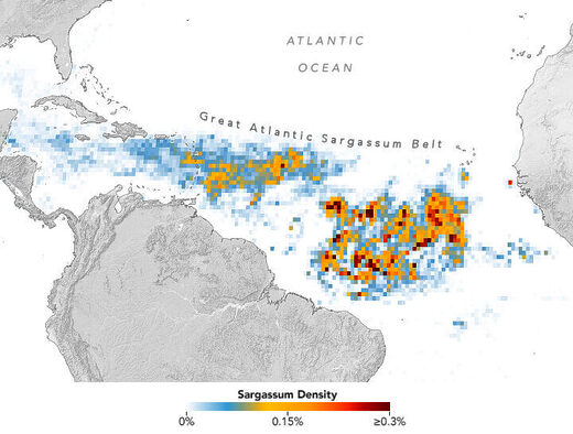 Click to enlarge seaweed bloom atlantic ocean