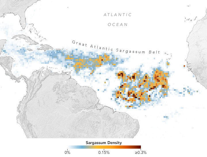 Click to enlarge seaweed bloom atlantic ocean