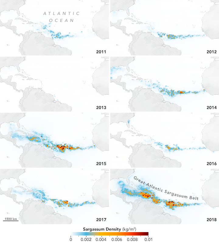 Click to enlarge development seaweed bloom atlantic ocean