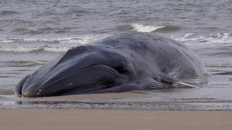 The whale was sighted on Tuesday afternoon off Bridlington's South Beach