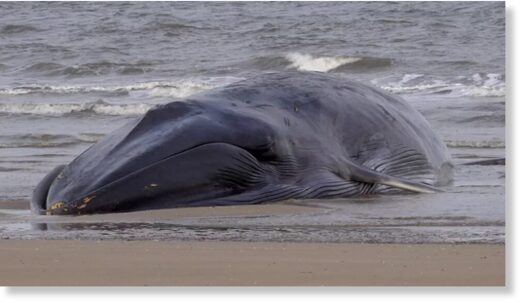 The whale was sighted on Tuesday afternoon off Bridlington's South Beach