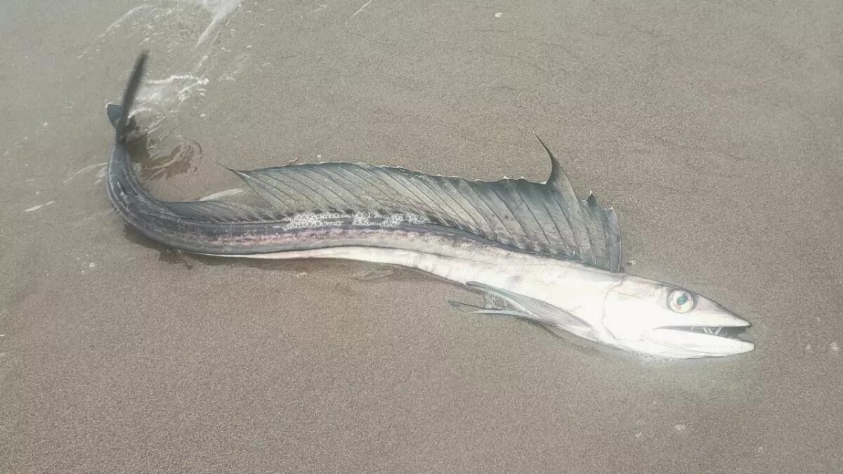 Click to enlarge Lancefish