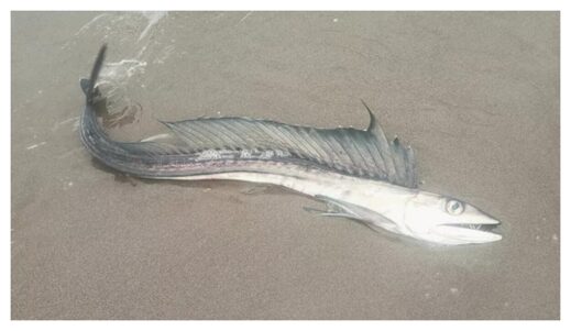Lancefish