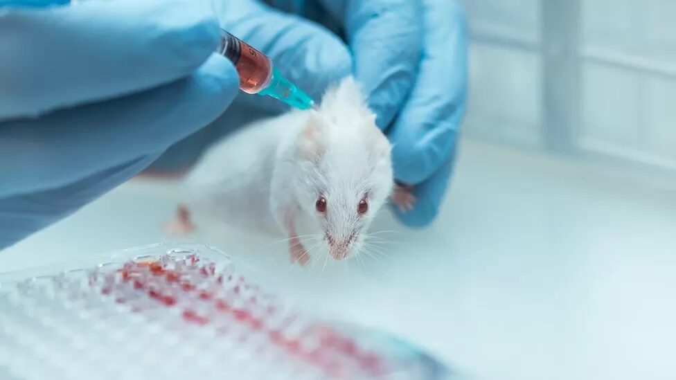 rats animal testing