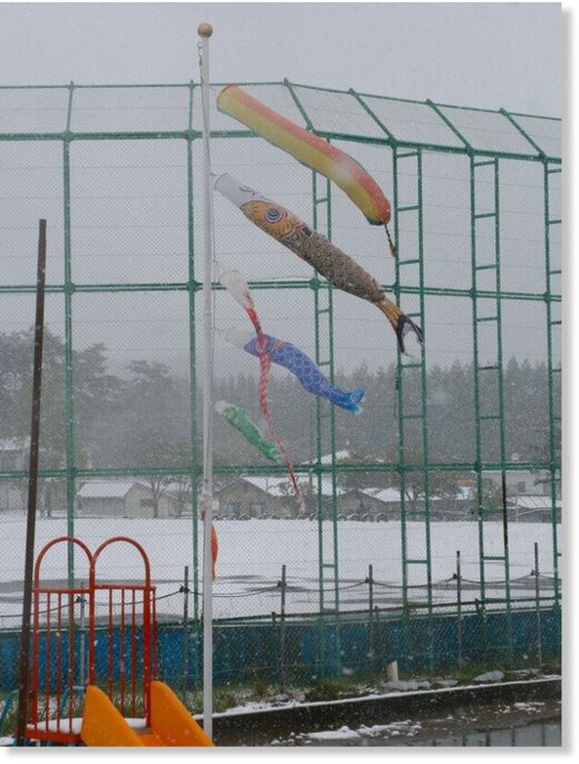 Click to enlarge Carp streamers that were set up for Children's Day on May 5 are seen next to a field blanketed in snow in Ichinohe, Iwate Prefecture, on May 8, 2023.