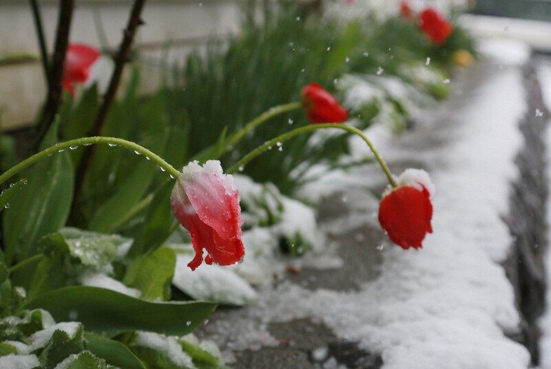 Click to enlarge Tulips are seen covered in snow on May 8, 2023, the day after the Golden Week holidays, in Ichinohe, Iwate Prefecture.