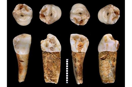 Click to enlarge Neanderthal