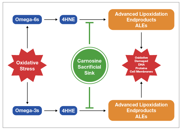 Click to enlarge carnosine
