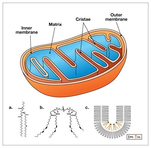 cell atp