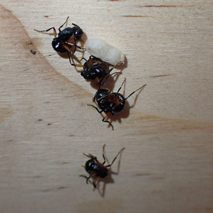 ants feigning death