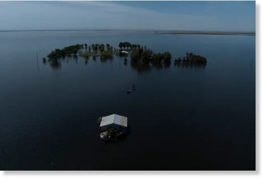 Click to enlarge Thousands of cows were lost to flooding in the Tulare Lake basin during California’s extremely wet winter.
