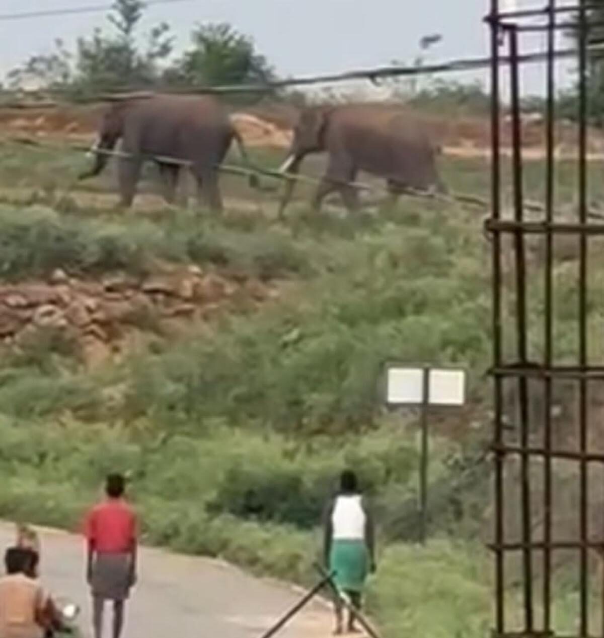 Click to enlarge The two wild elephants photographed after the deadly attack, at Mallanur near Kuppam in Chittoor district on Friday.
