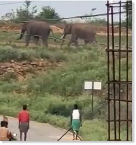 Click to enlarge The two wild elephants photographed after the deadly attack, at Mallanur near Kuppam in Chittoor district on Friday.