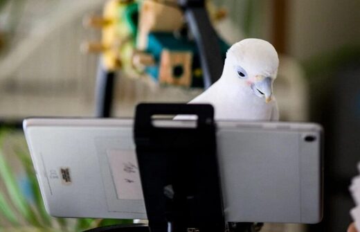 parrot video call animal communication behavior