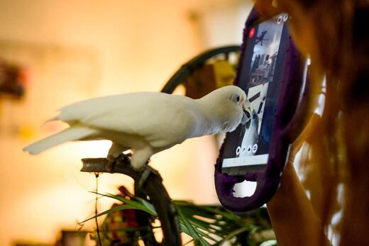 Click to enlarge parrot behaviour video calls